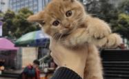 赤峰橘猫买卖网站地址电话号码