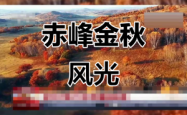 赤峰戴维森美发店电话号码