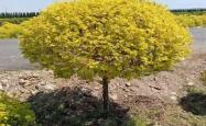 赤峰玉带草苗种植基地电话号码