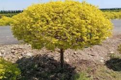 赤峰玉带草苗种植基地电话号码