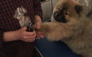 赤峰市种犬场电话号码