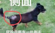 赤峰出售土狗电话号码是多少号
