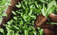 赤峰活体豆苗种植基地电话号码
