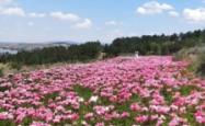 赤峰市芍药花基地电话号码