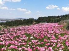 赤峰市芍药花基地电话号码