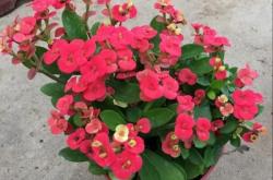 赤峰花町美植店地址电话号码