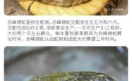 赤峰念宠宠物殡葬电话号码查询