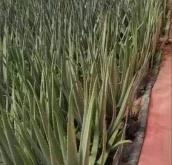 赤峰卖鲜芦荟的电话号码是多少