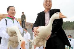 赤峰卖大种鹅的地方电话号码