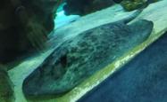 赤峰大鱼水族馆电话地址查询