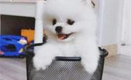 赤峰同城犬舍电话号码多少号