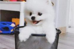 赤峰同城犬舍电话号码多少号