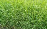 赤峰芦苇种苗种植基地电话号码