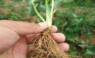 赤峰市种植农场电话号码查询