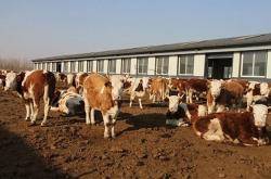 赤峰鑫丰肉牛养殖厂电话号码