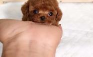 赤峰宠物犬舍电话多少号