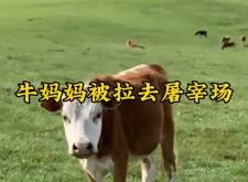 赤峰母牛屠宰场电话多少号