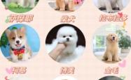 赤峰哪家宠物店好一点