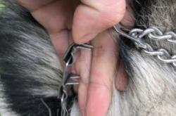 赤峰哪里有训犬师啊电话号码
