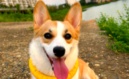 赤峰寻找柯基犬的电话号码