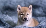 赤峰柴犬犬舍基地电话号码