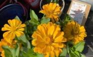 赤峰艺涵花卉店电话号码查询