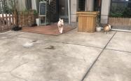 赤峰狗狗咖啡馆电话号码多少