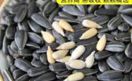 赤峰小黑瓜籽种植基地电话号码