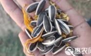赤峰收葵瓜子毛货电话是多少号