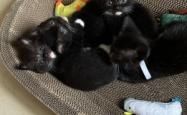 内蒙古赤峰领养猫咪电话号码