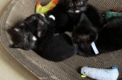 内蒙古赤峰领养猫咪电话号码