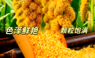 赤峰卖小米的地方电话是多少号