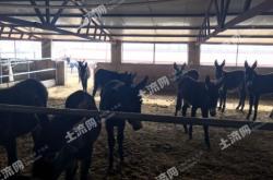 赤峰林西收粮食电话号码是多少