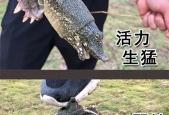 赤峰哪里有卖甲鱼的