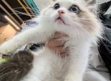 赤峰市布偶猫出售店电话号码