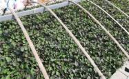 赤峰中华草龟种植基地电话号码