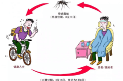 传染病直接传播是指