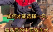 赤峰中亚牧羊犬基地电话号码