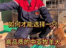 赤峰中亚牧羊犬基地电话号码