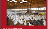 赤峰宠物租赁平台电话号码多少