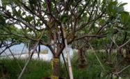 赤峰珍珠梅批发基地电话号码
