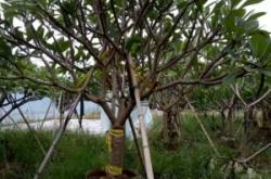 赤峰珍珠梅批发基地电话号码