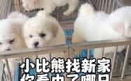 赤峰比熊宠物店电话地址查询