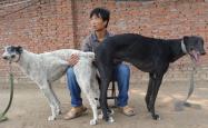 赤峰格力犬业公司地址电话号码