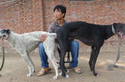 赤峰格力犬业公司地址电话号码