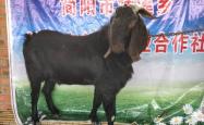 赤峰羊养殖厂电话号码查询