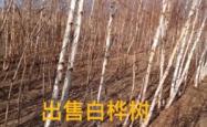 赤峰大板到松山区客车电话号码