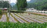 赤峰秋麻菜采摘基地电话号码