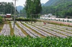 赤峰秋麻菜采摘基地电话号码
