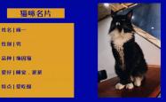 赤峰宠物猫咪出售电话号码是多少